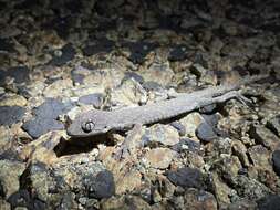 Image of Western Shield Spiny-tailed Gecko