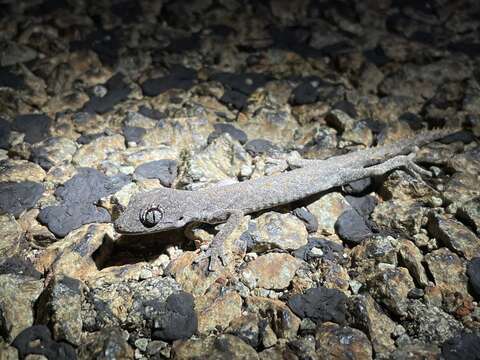 Image of Western Shield Spiny-tailed Gecko
