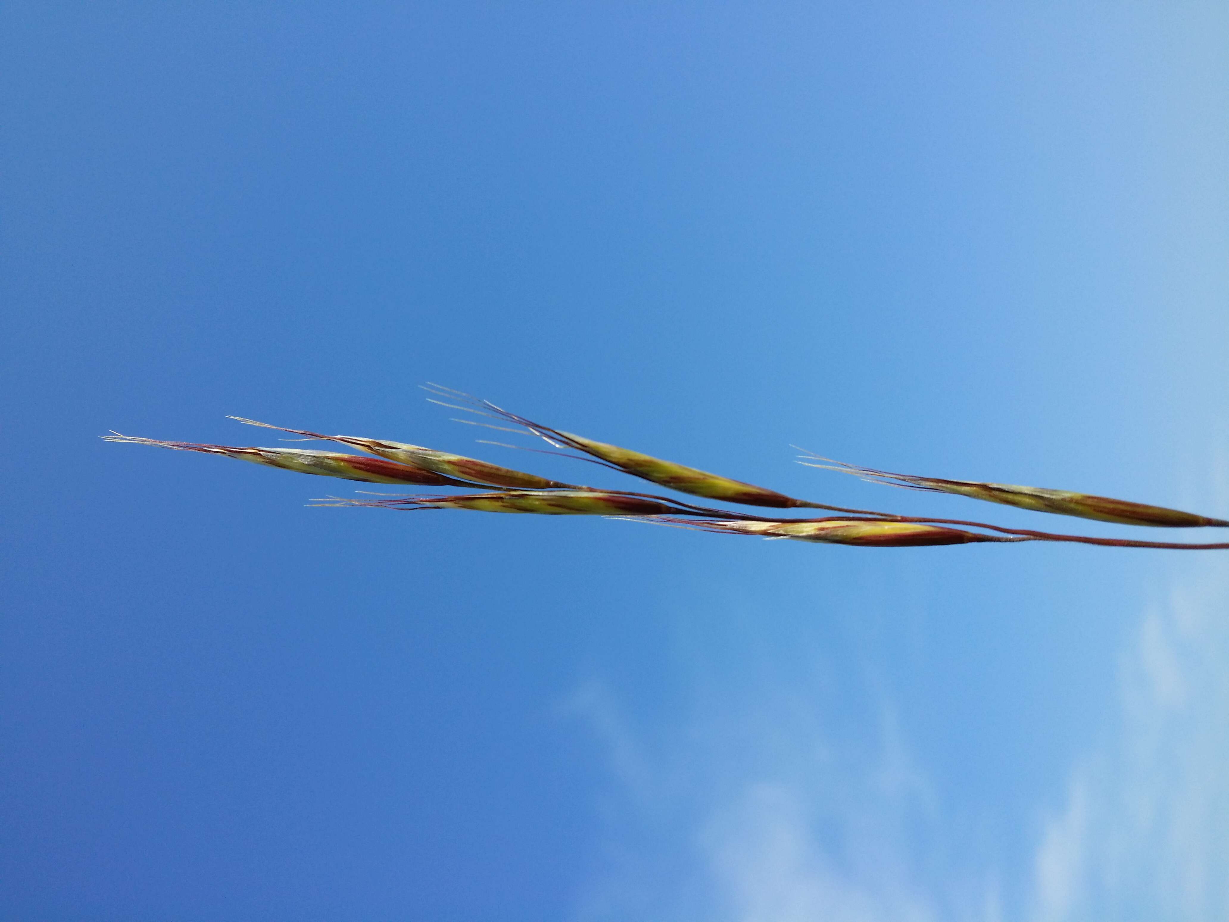 Plancia ëd Helictochloa pratensis (L.) Romero Zarco