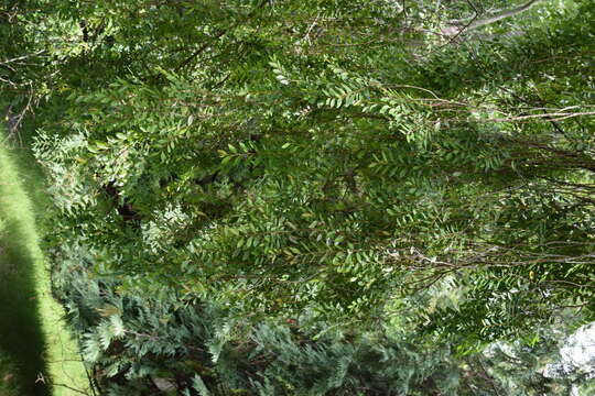 Imagem de Ulmus parvifolia Jacq.