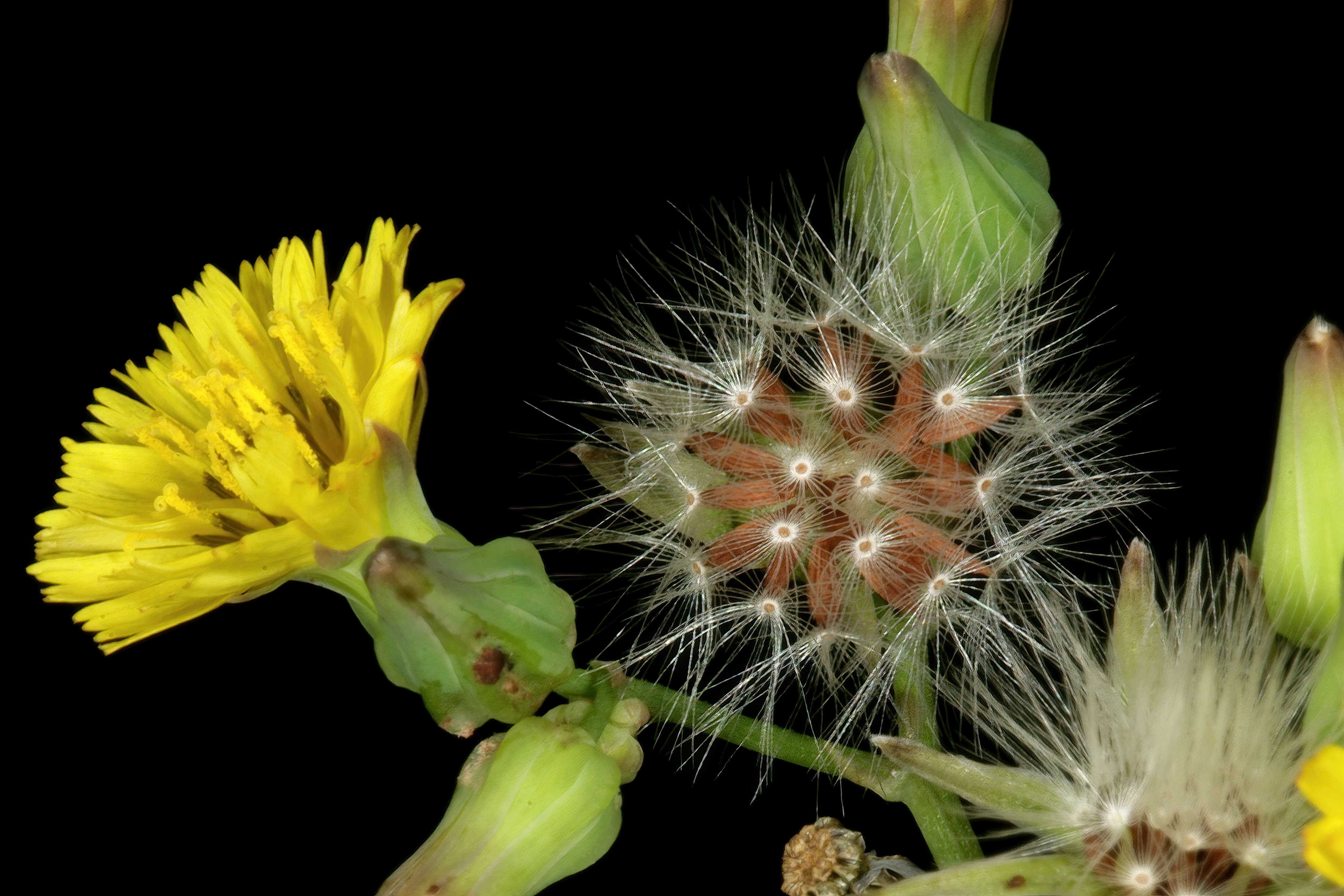 Image of Oriental false hawksbeard