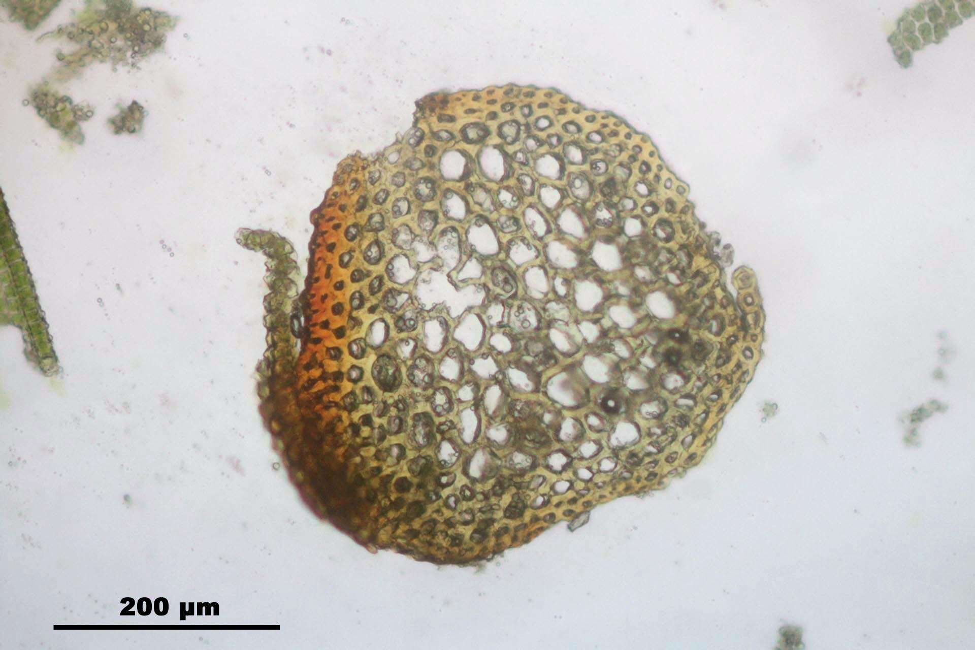 Image of Ciliate Hedwigia Moss