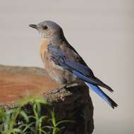 Image of Western Bluebird