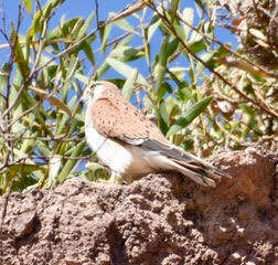 Image of Australian Kestrel