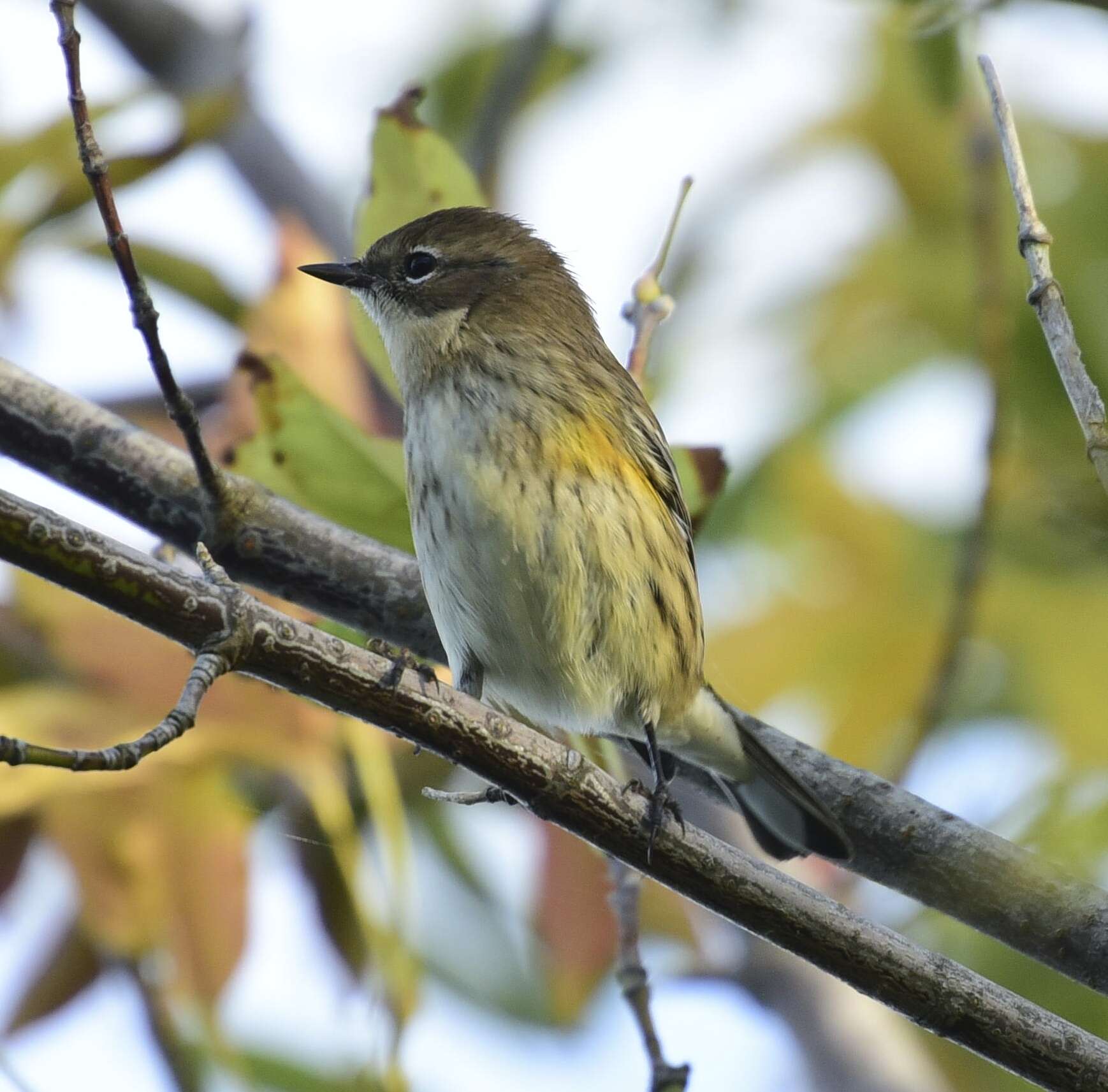 Image de Paruline à croupion jaune