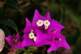 Слика од Bougainvillea