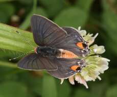 Image of Gray Hairstreak