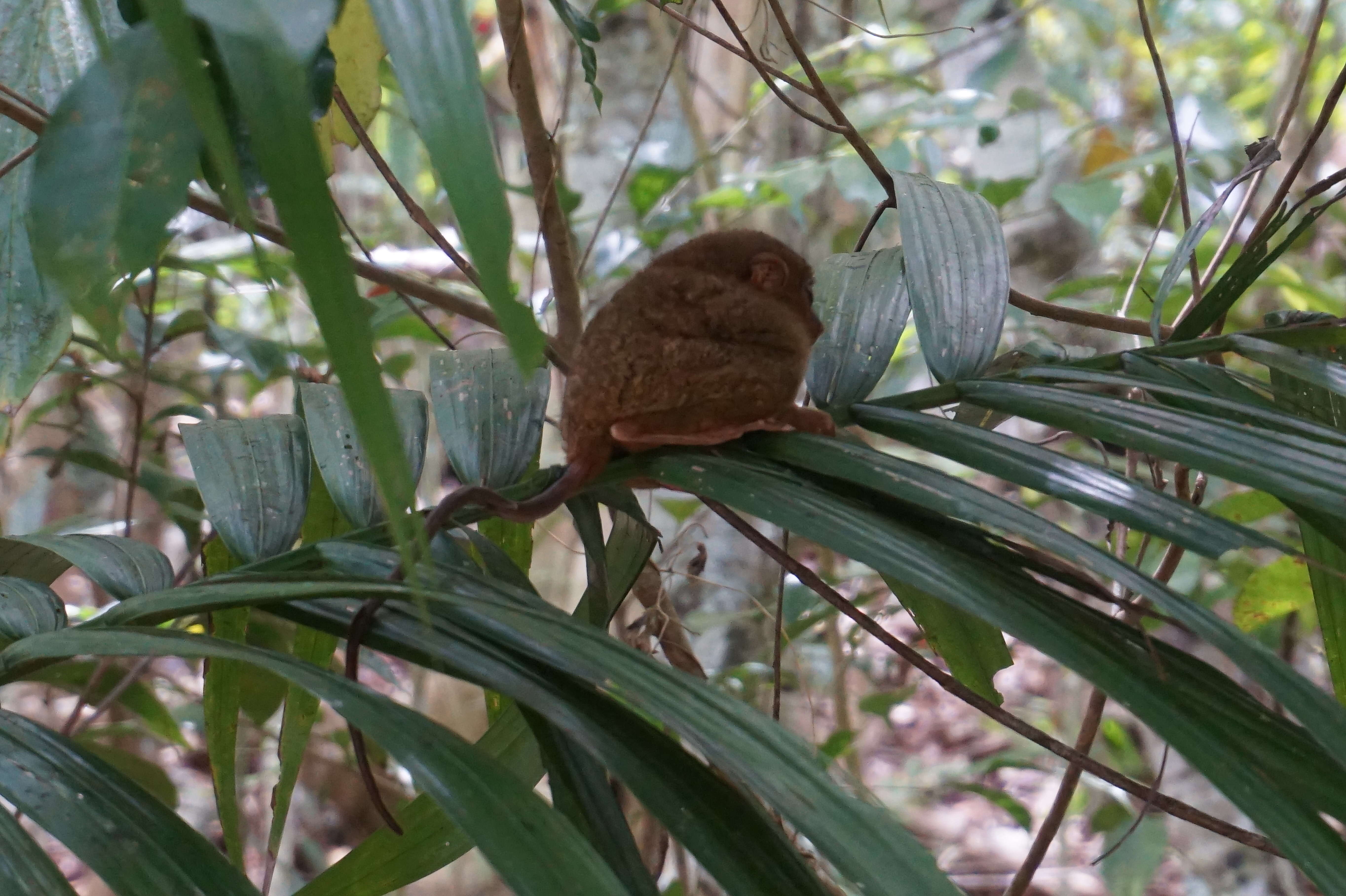 Image of Philippine tarsier