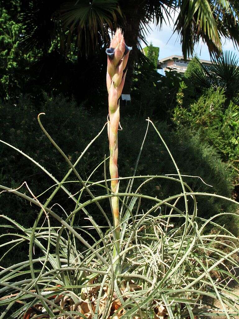 Image of Puya prosanae Ibisch & E. Gross