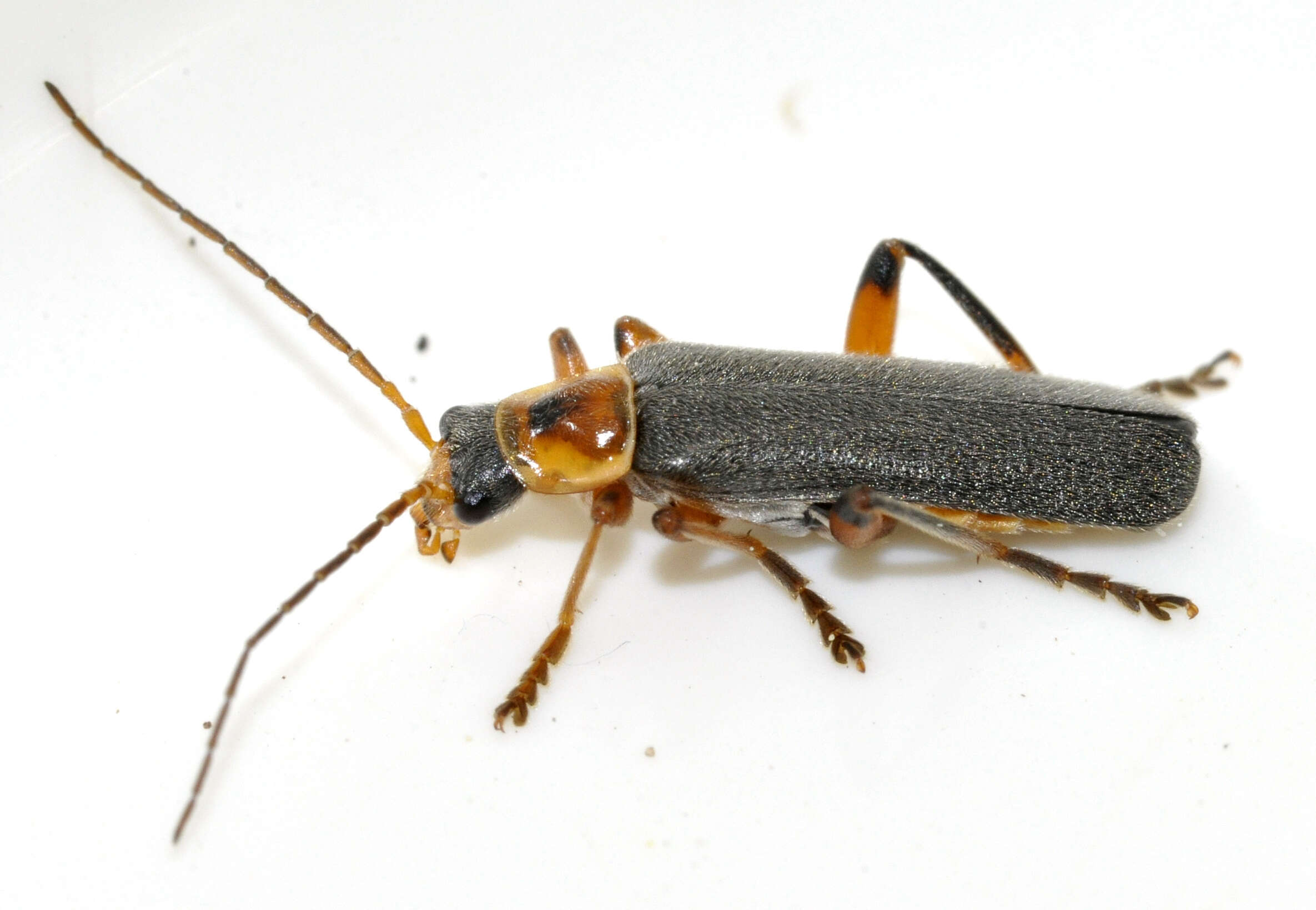 Imagem de Cantharis nigricans