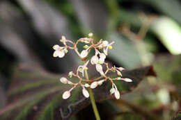 Слика од Begonia soli-mutata