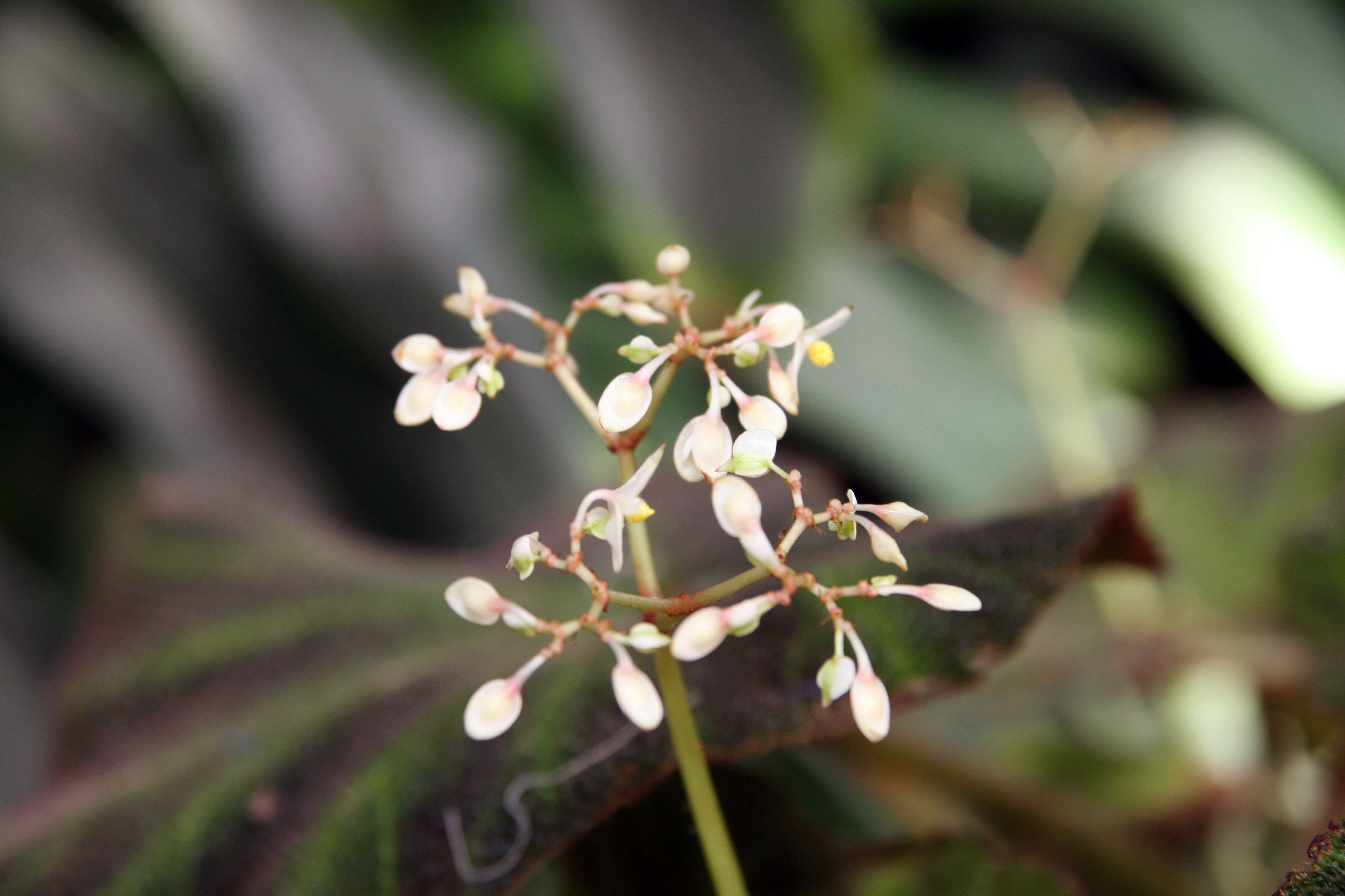 Image de Begonia soli-mutata