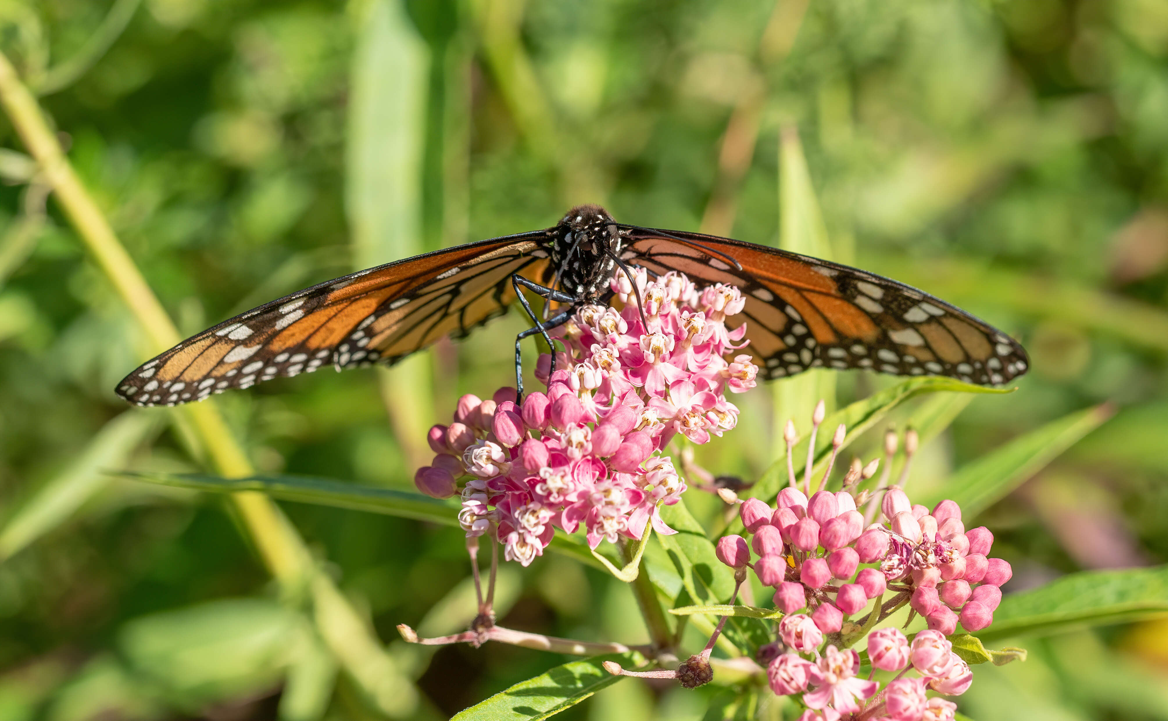 Imagem de Asclepias incarnata L.