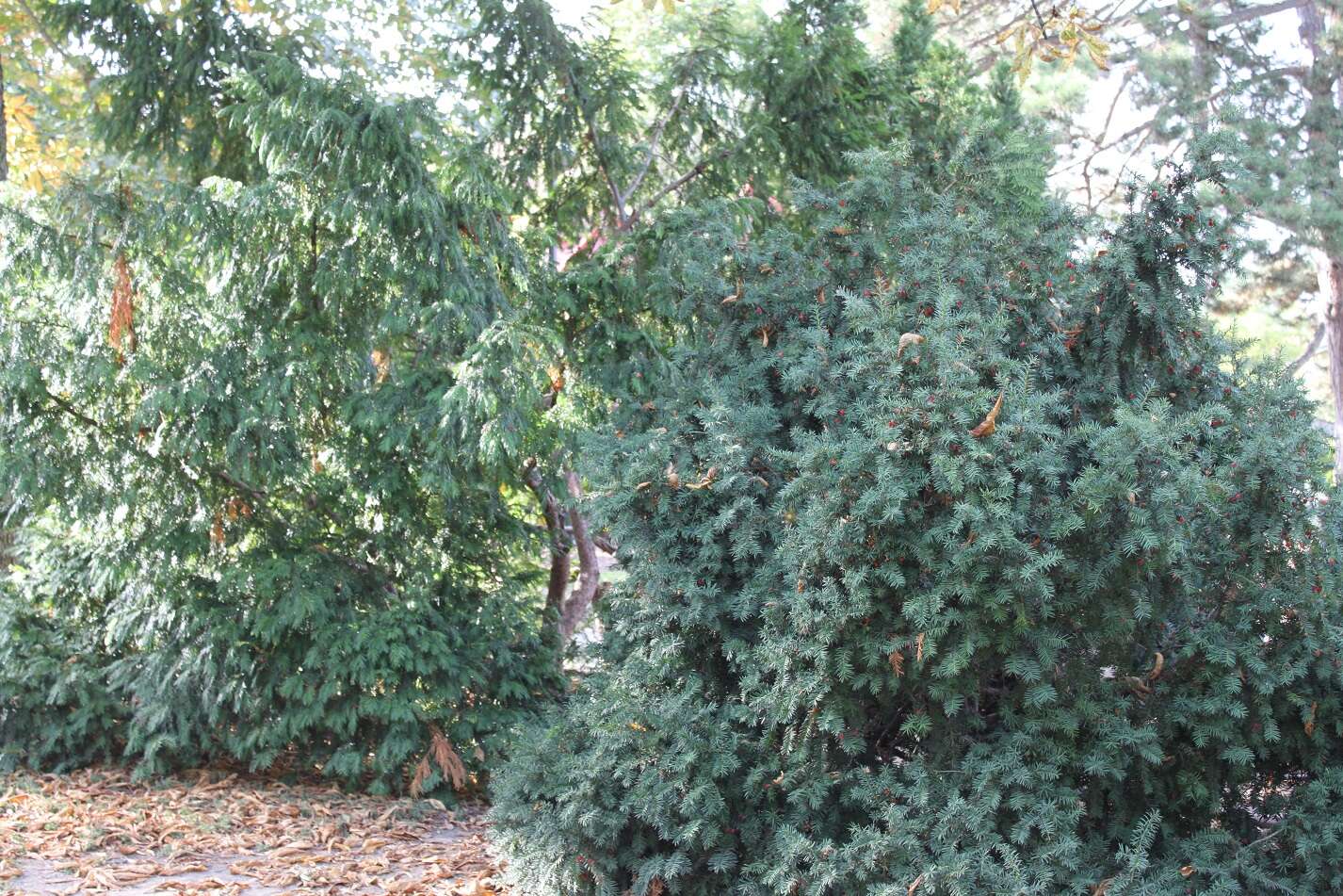 Image of English yew