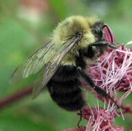 Image of Common Eastern Bumblebee