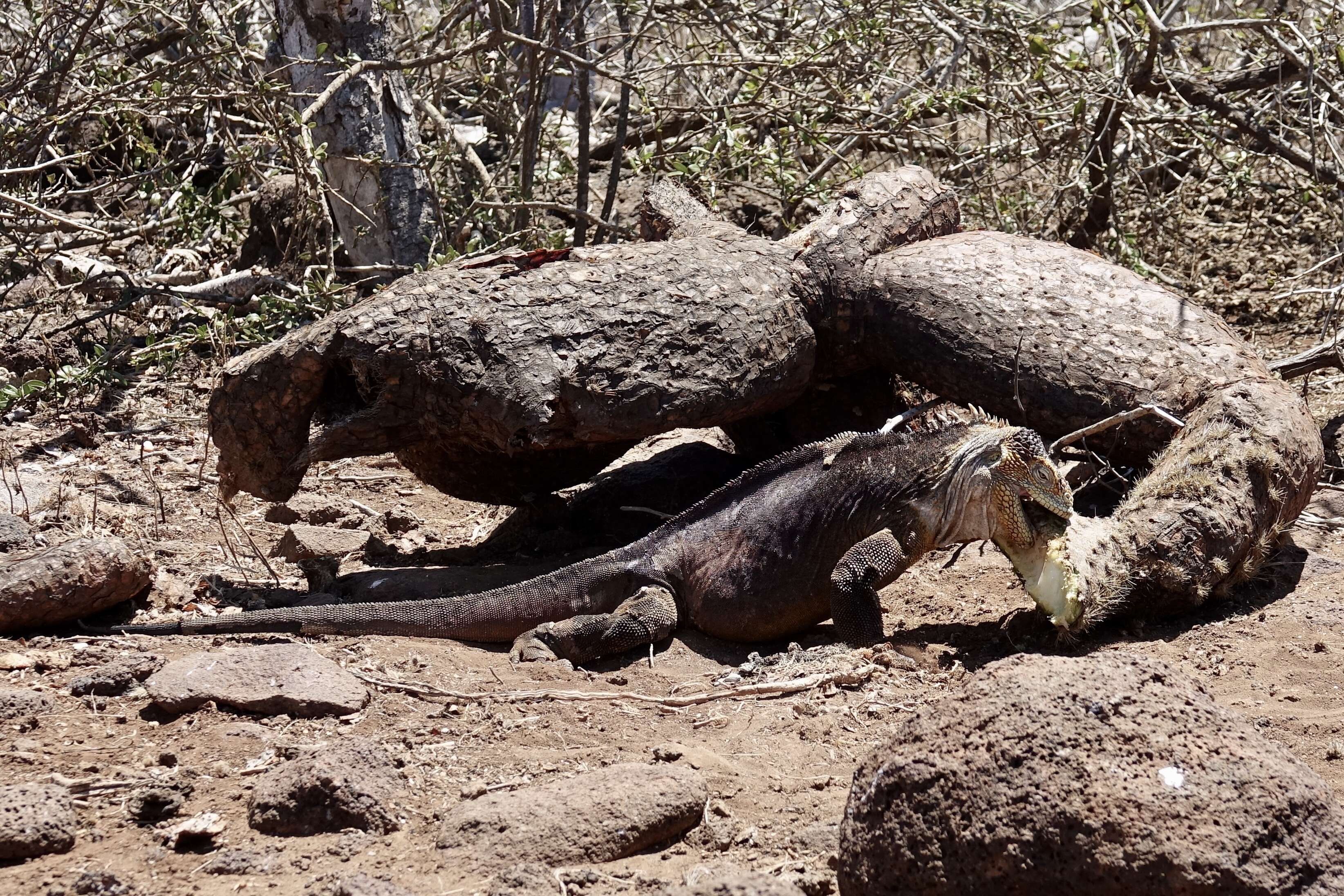 Image of Galapagos Land Iguana