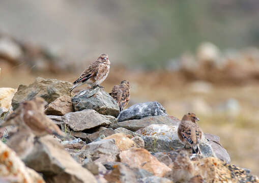 Image of Asian Crimson-winged Finch