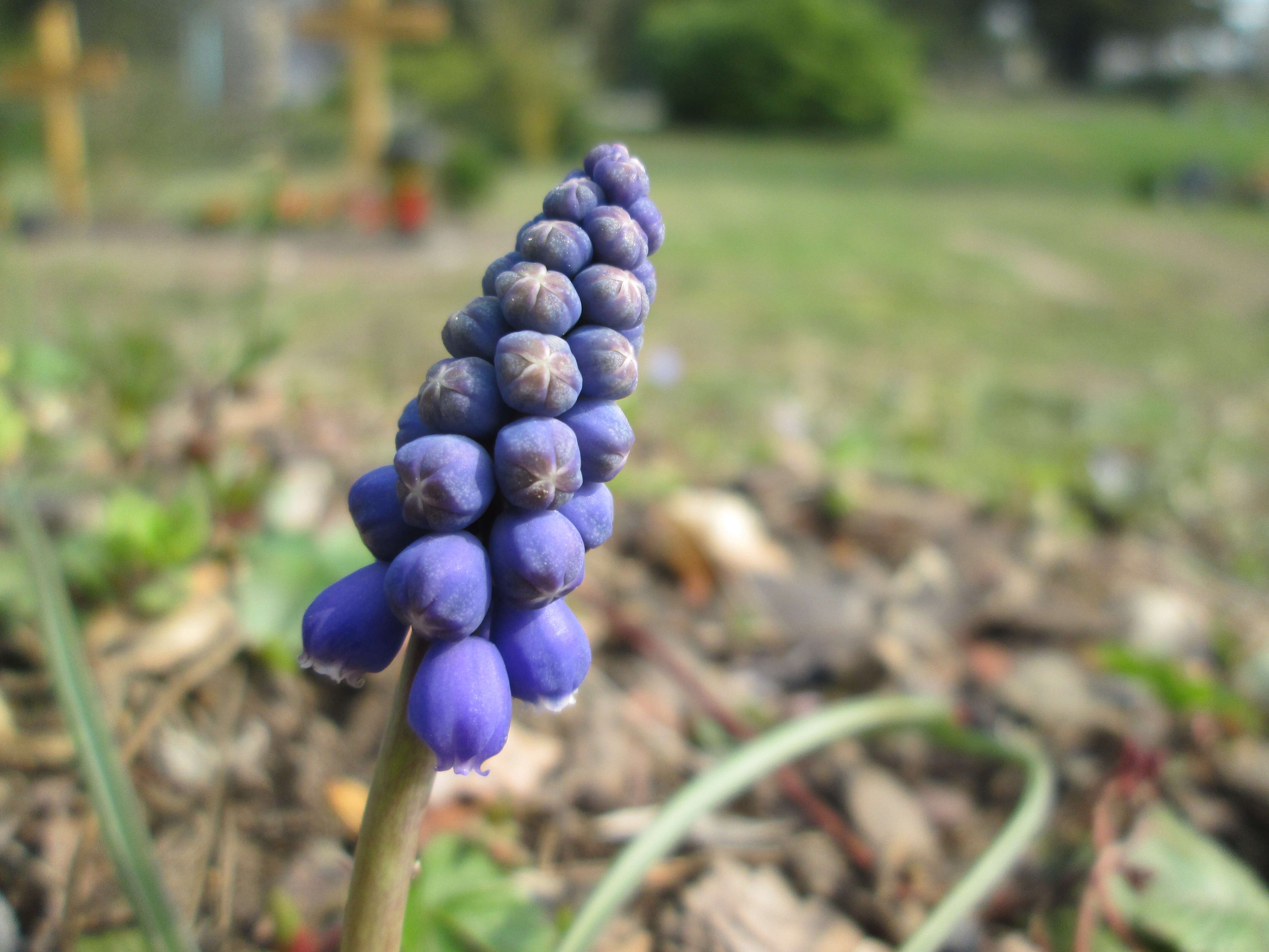 Imagem de Muscari armeniacum H. J. Veitch