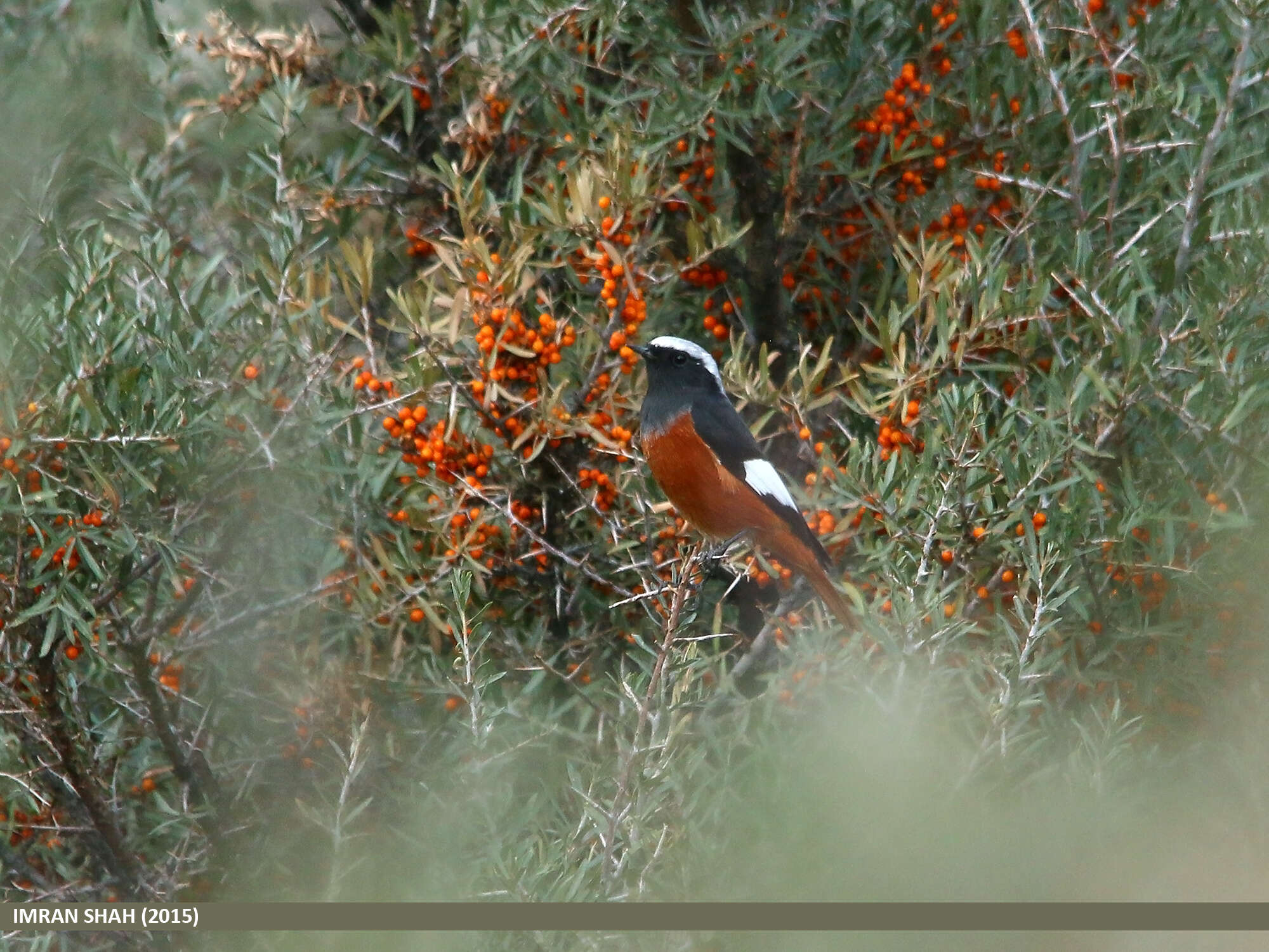 Image of Güldenstädt's Redstart