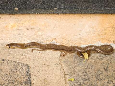 Image of Indian cobra