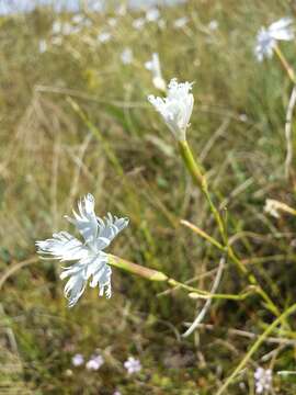 Image of Dianthus serotinus Waldst. & Kit.