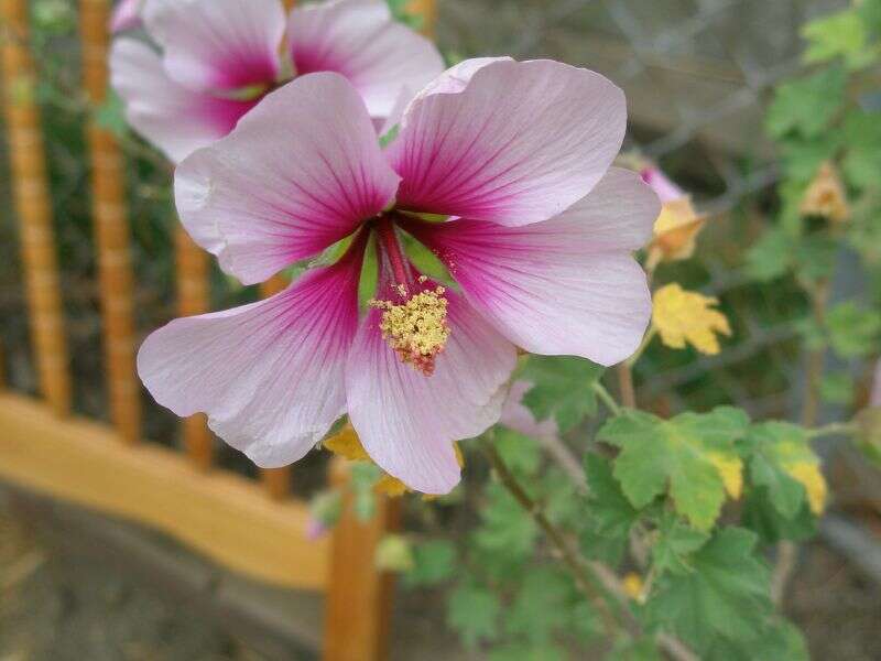 Image of Malva subovata (DC.) Molero & J. M. Monts.