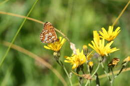 Plancia ëd Melitaea diamina