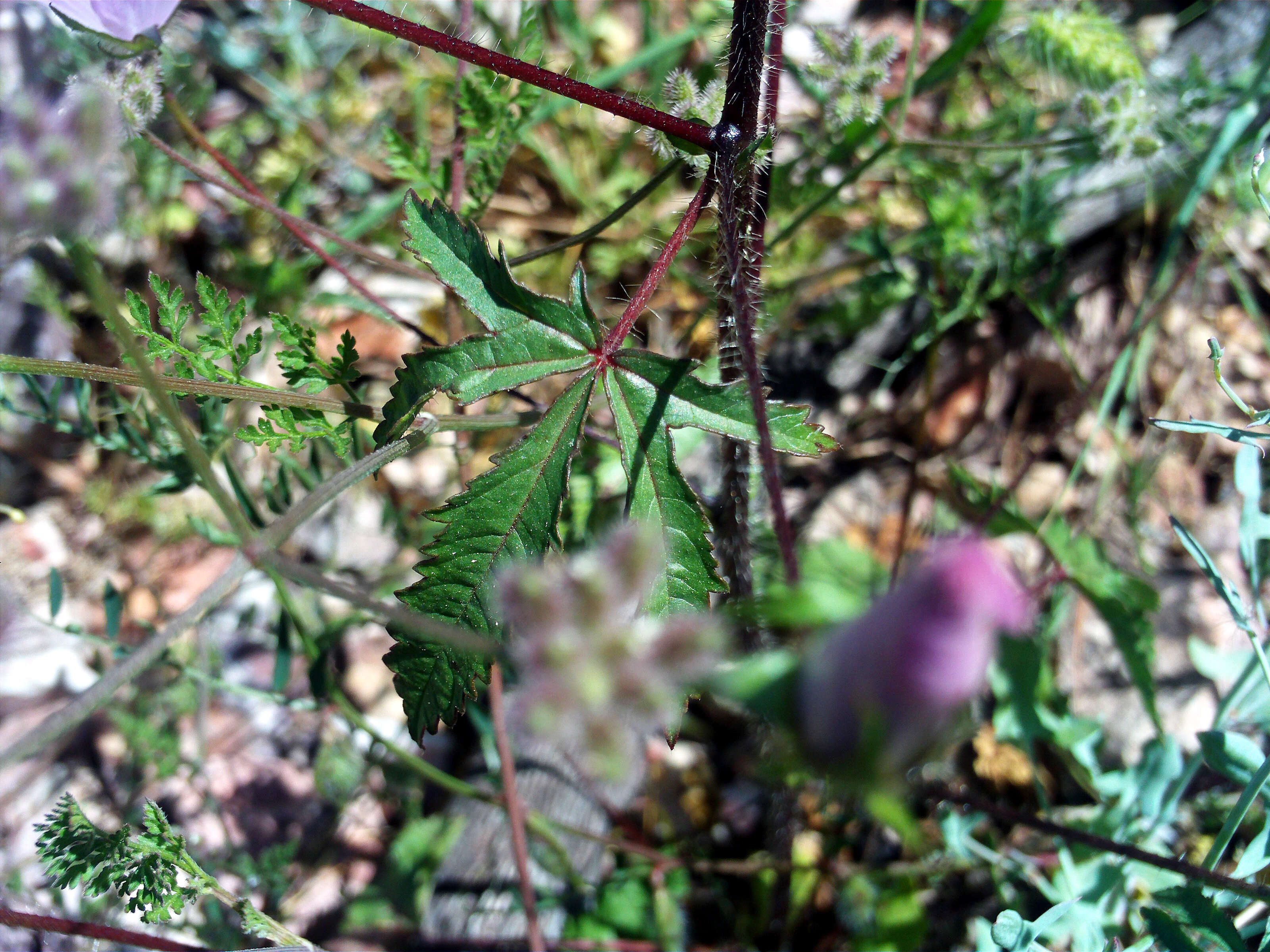 Image of Malva tournefortiana L.