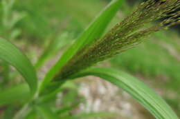 Imagem de Panicum capillare L.