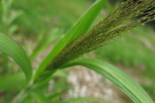 Imagem de Panicum capillare L.