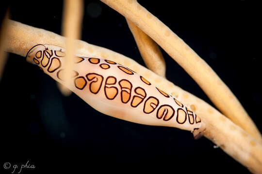 Image of Flamingo tongue snail