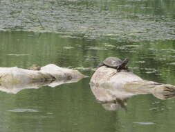 Image of European Pond Turtle