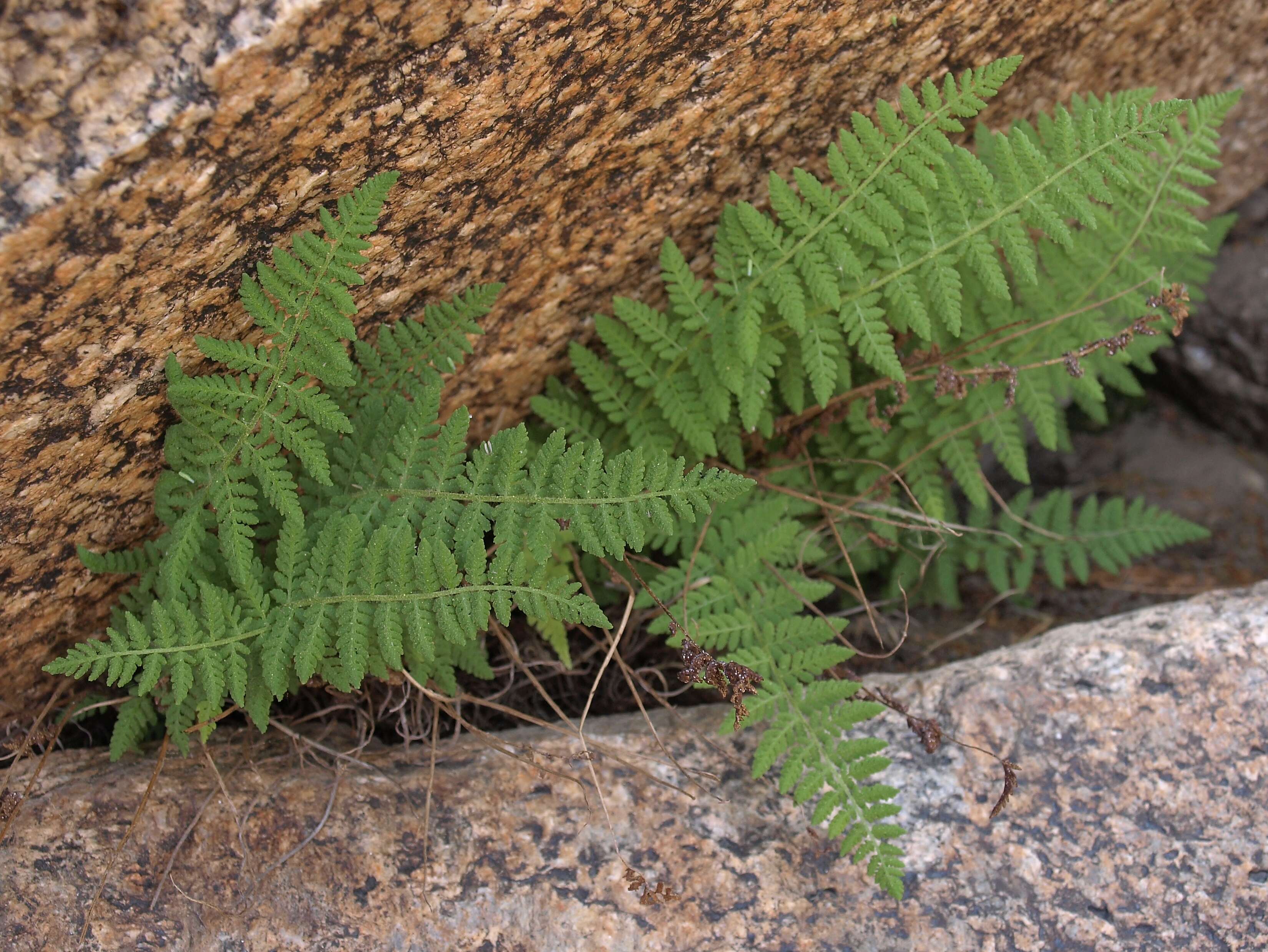 Image of Rocky Mountain woodsia