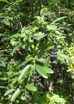 Image of border privet