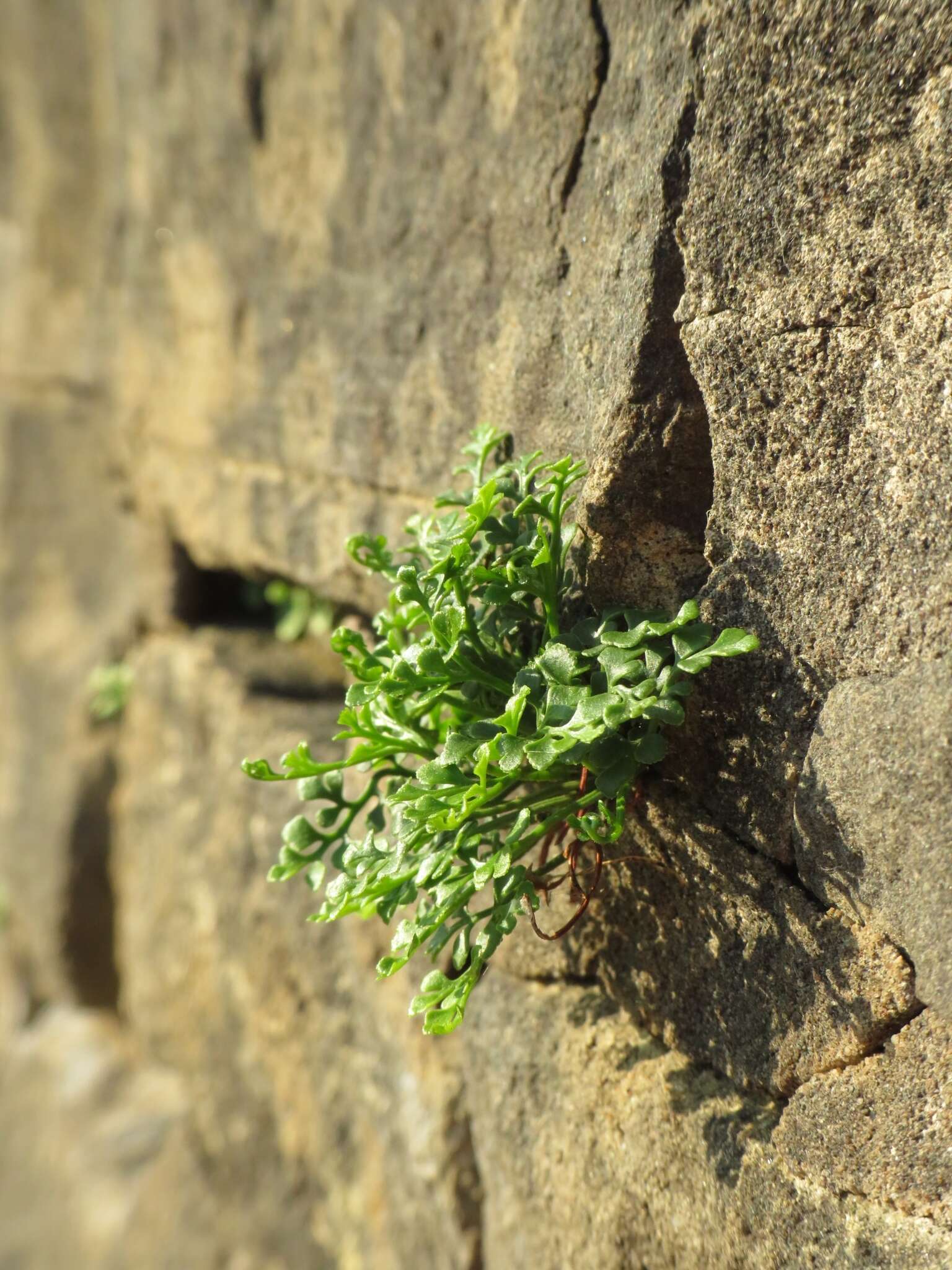 Image of Wall-rue