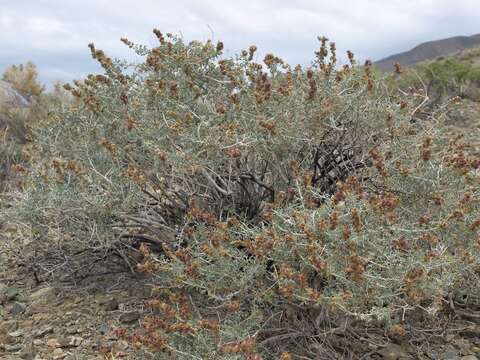 Image of white bursage