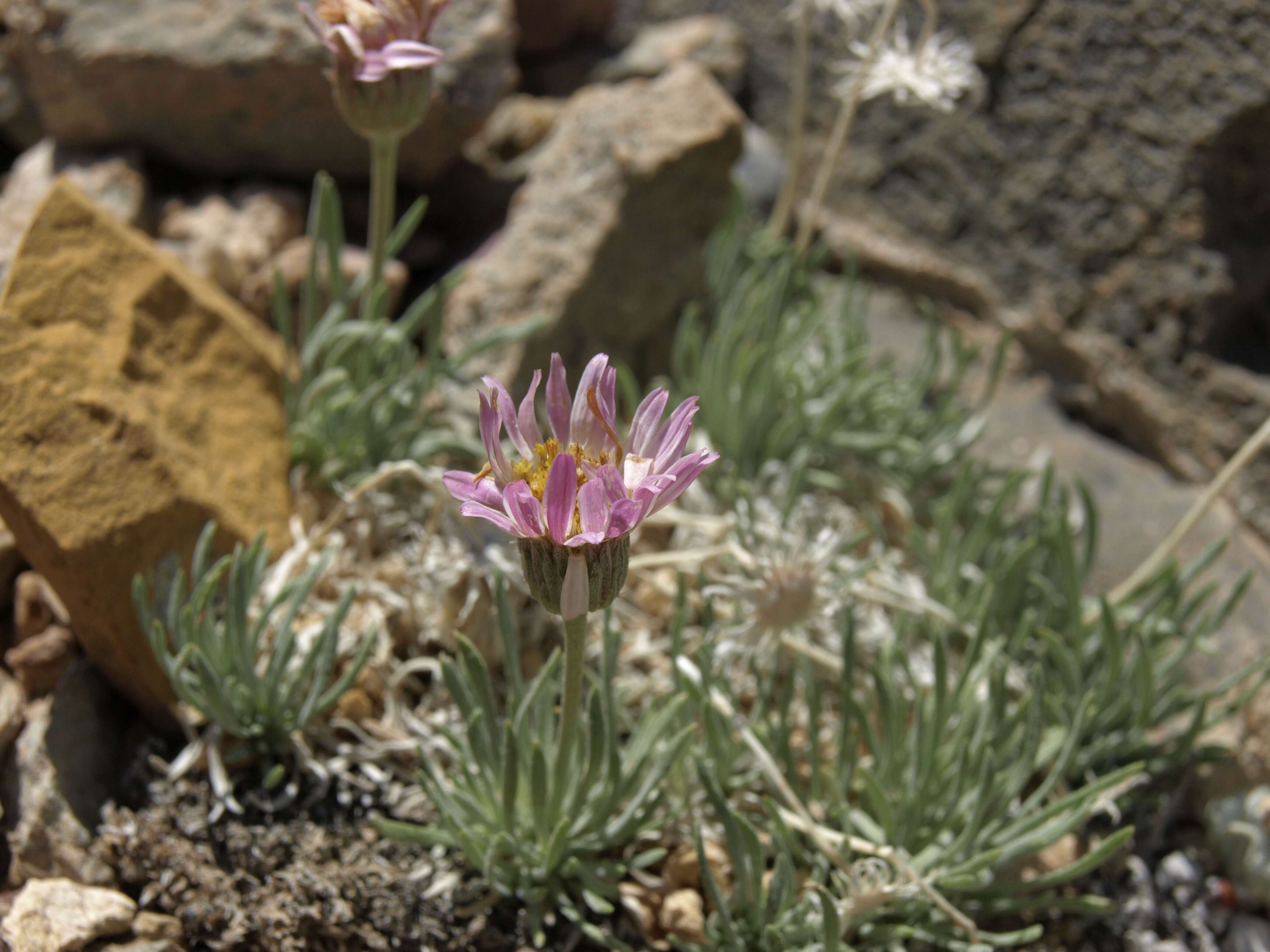 Слика од Erigeron compactus Blake