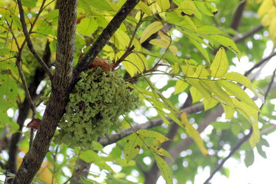 Image of Chinese sumac