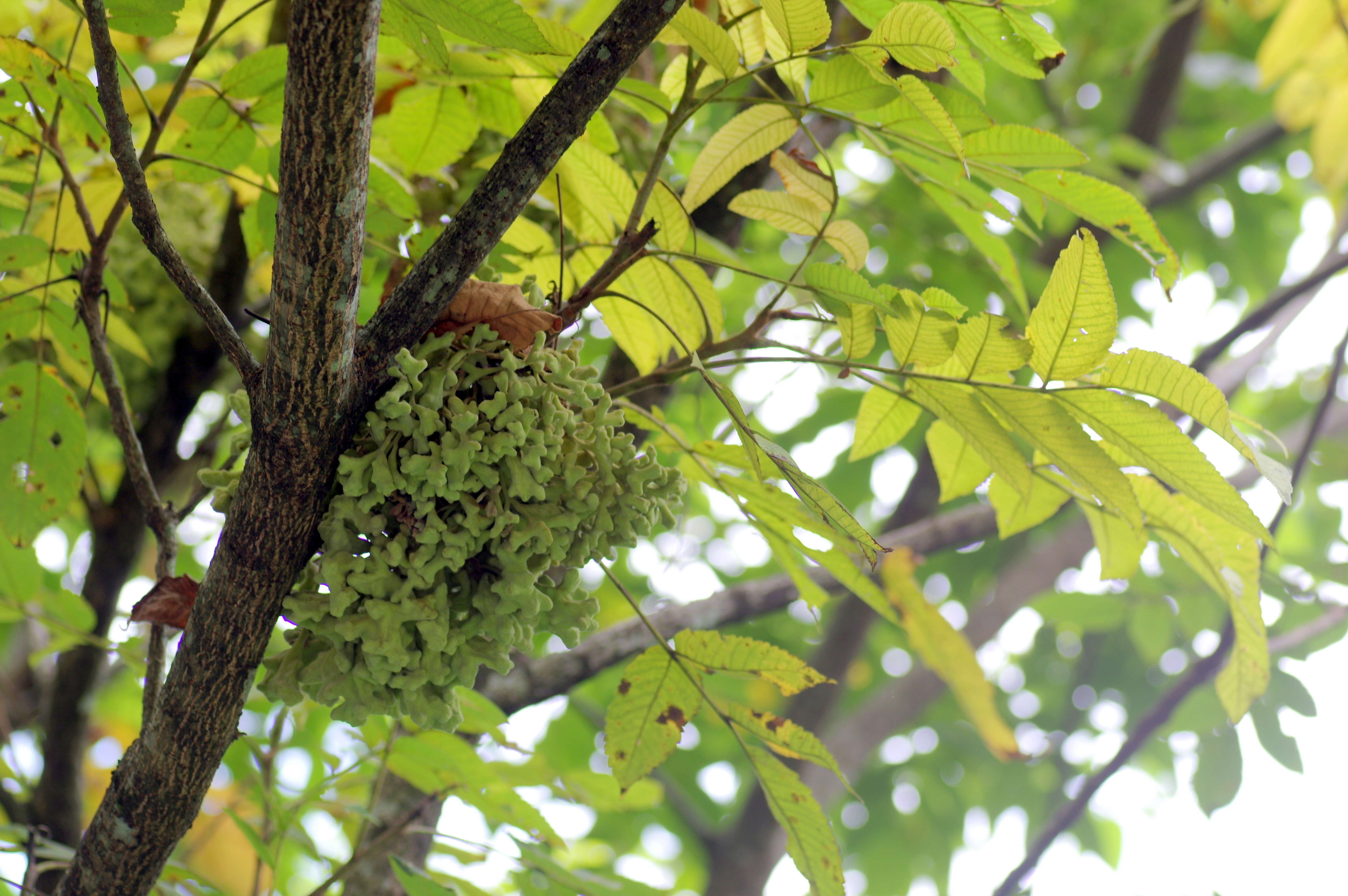 Sivun Rhus chinensis Mill. kuva