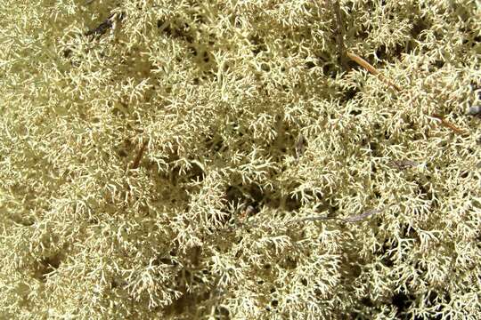 Image de Cladonia arbuscula (Wallr.) Flot.