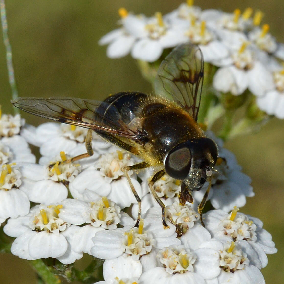 Image of Eristalis jugorum Egger 1858