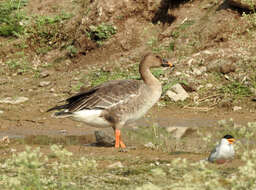 Image of Taiga Bean Goose