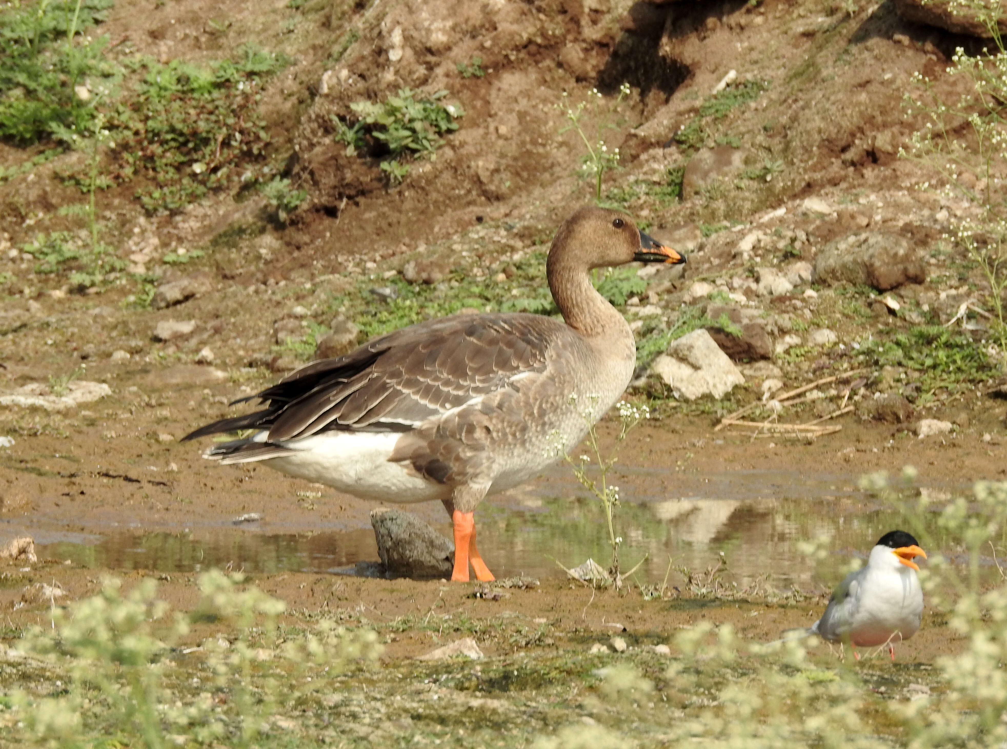 Image of Taiga Bean Goose