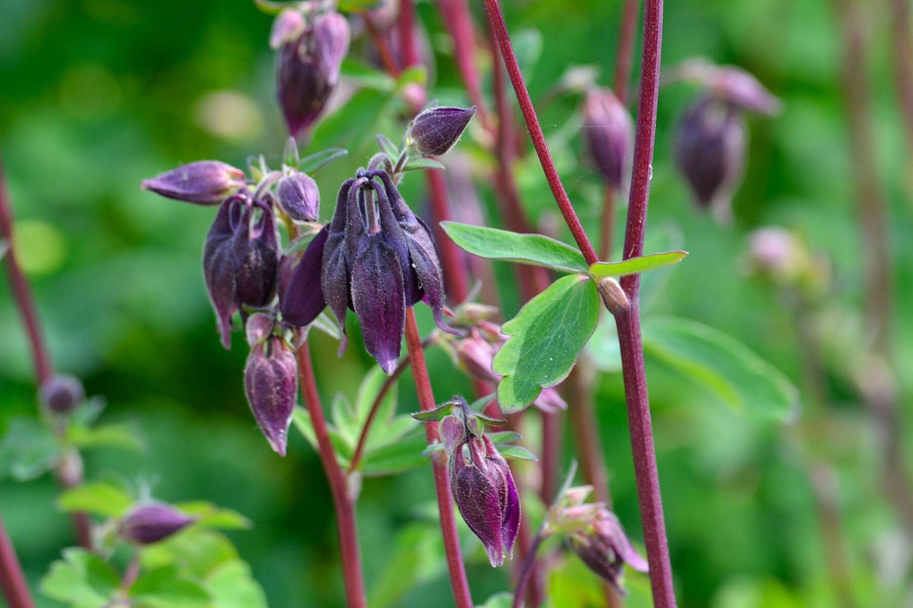 Plancia ëd Aquilegia vulgaris L.