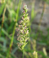 Image of Crested dogstail grass