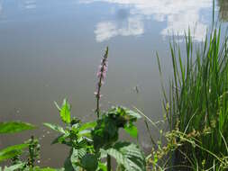 Image of Hedge-nettle