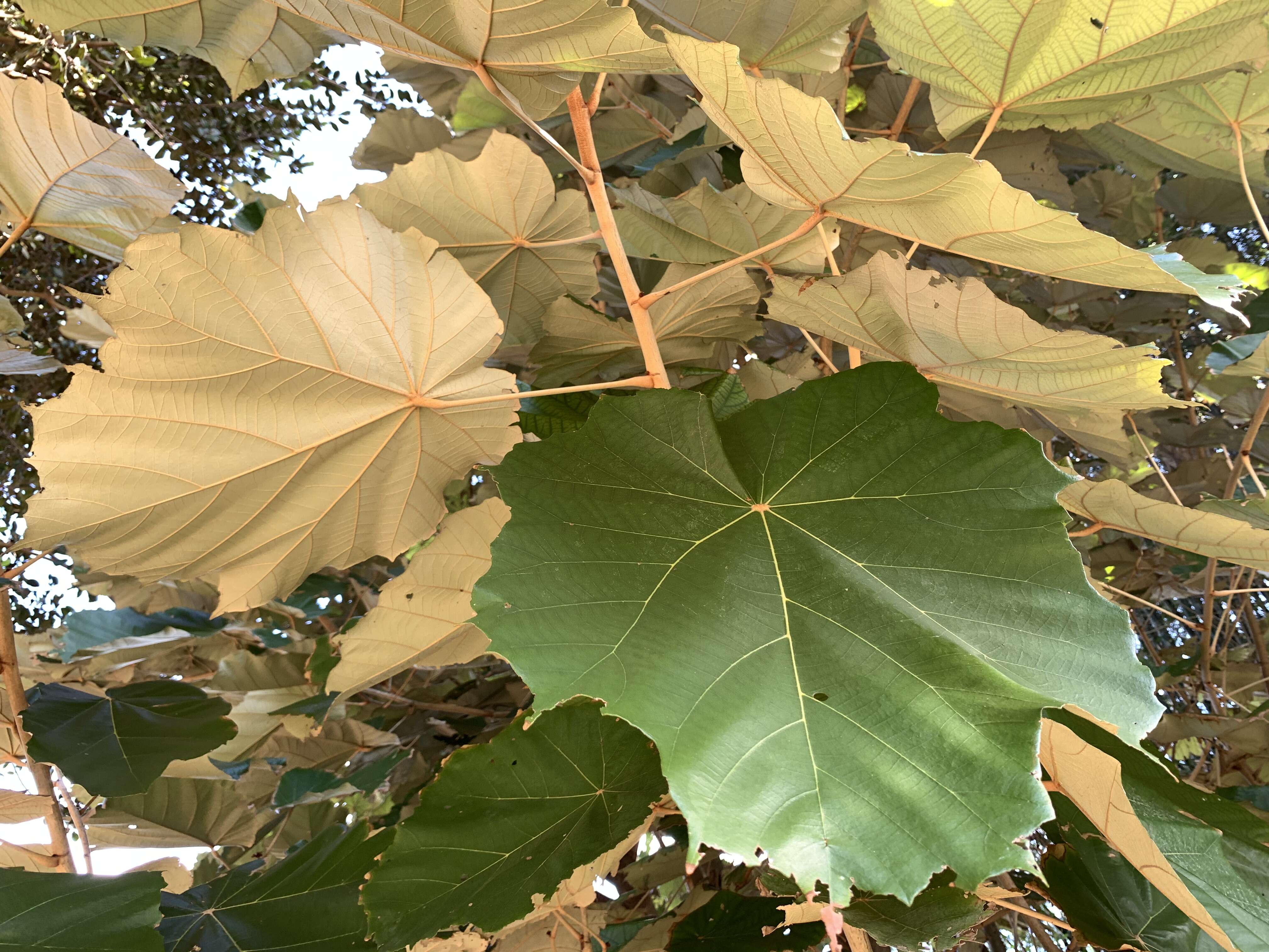 Image of Pterospermum acerifolium (L.) Willd.