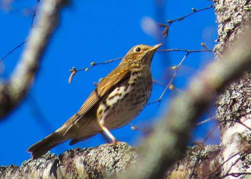 Image of Song Thrush