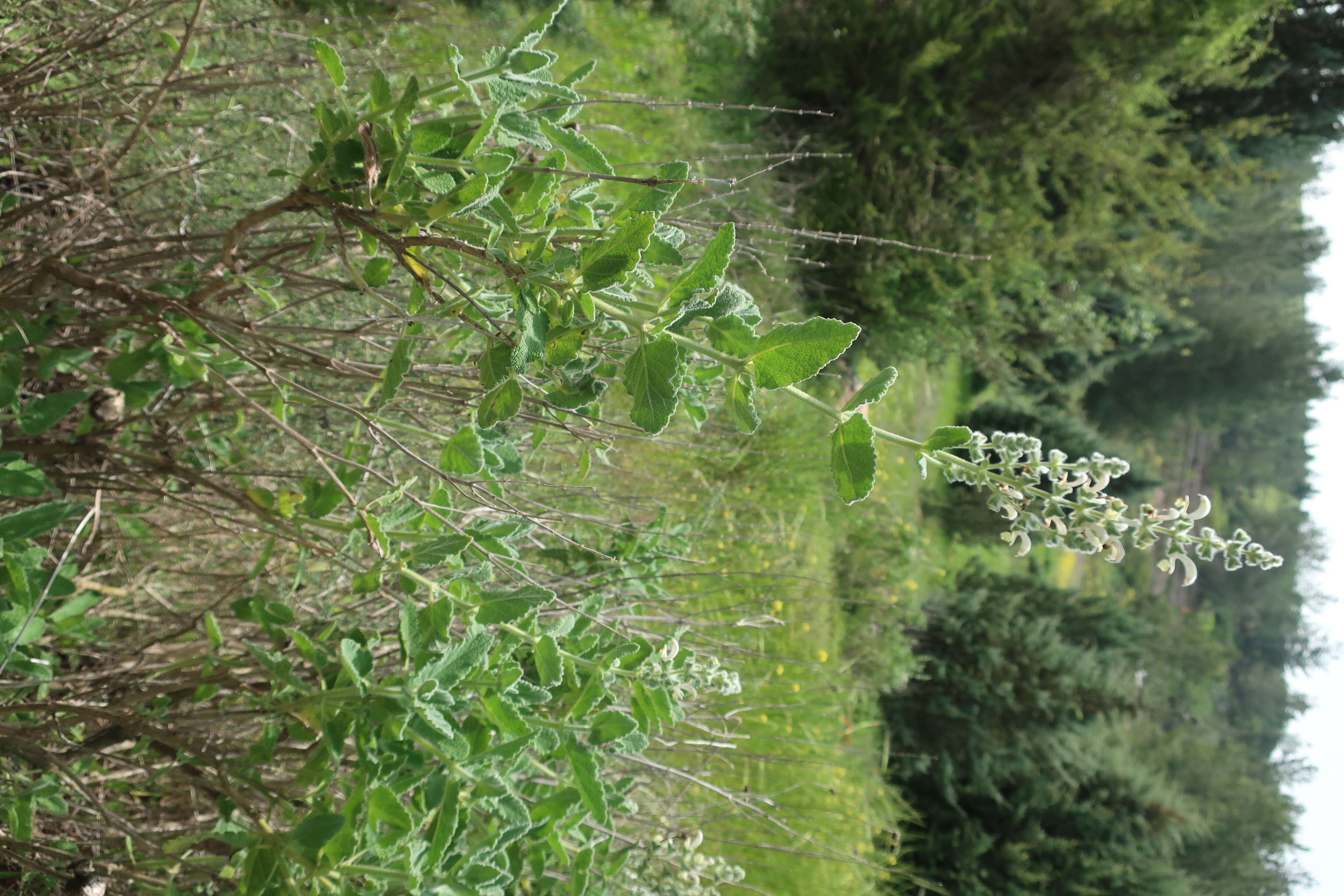 Sivun Salvia dominica L. kuva