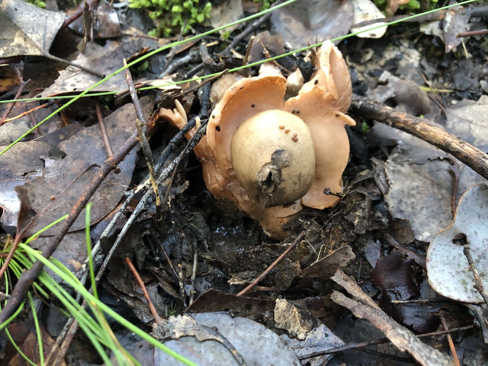 Image of Collared Earthstar